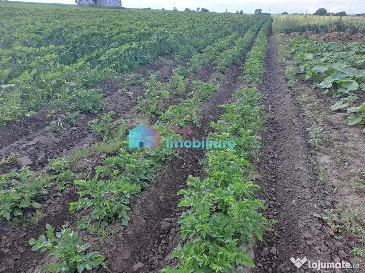 Teren intravilan in Reuseni, comuna Udesti - 4