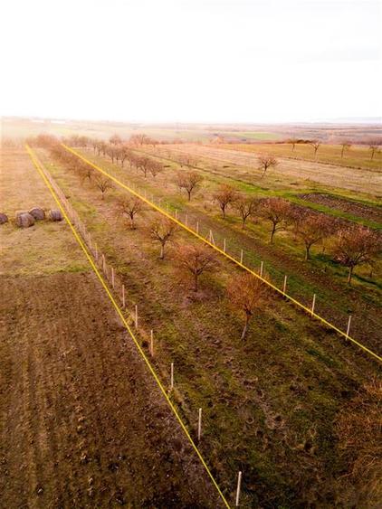 Teren Construcții intravilan de 5342 mp, în Hotar