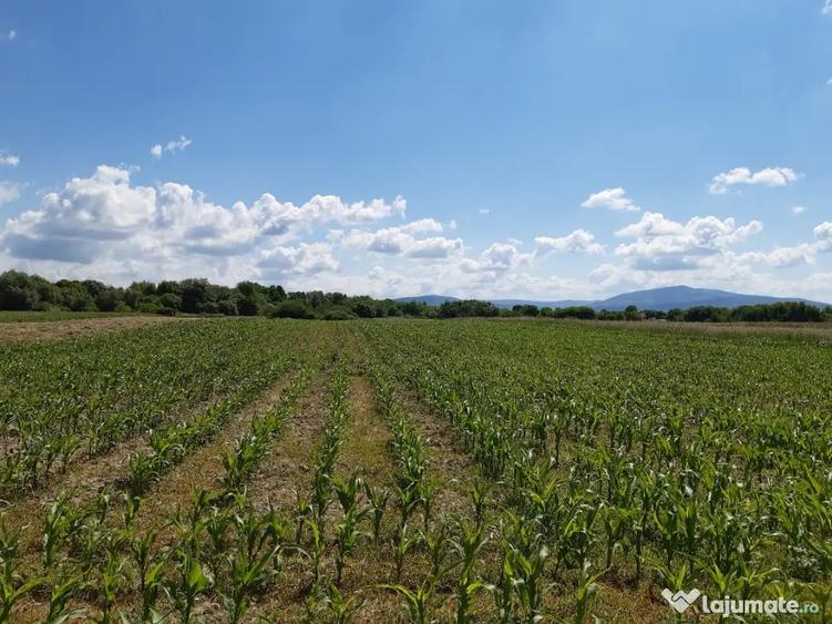 Teren de 20300 mp, în Hărman