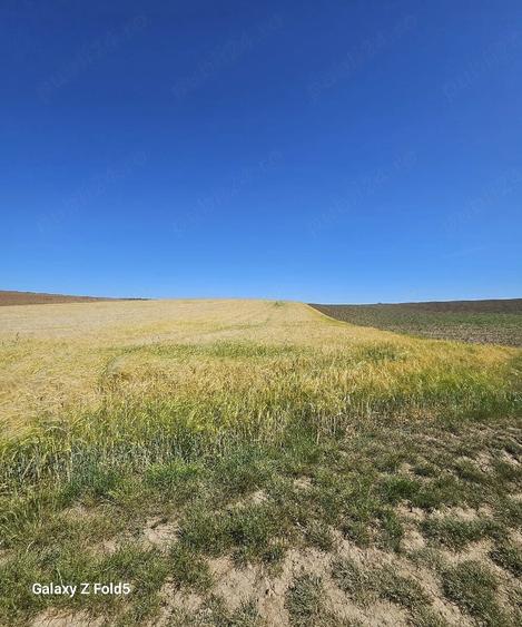 Teren de 9800 mp, în Chișirid