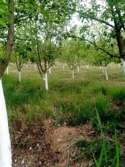Teren de 3000 mp, în Odaia Manolache