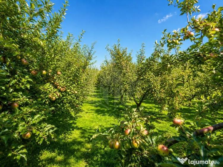 Casă cu 5 camere cu Teren 2000 Mp în Central