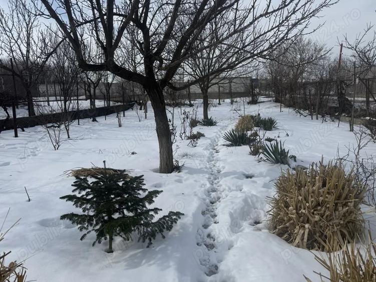 Teren de 278 mp, în Hârșova