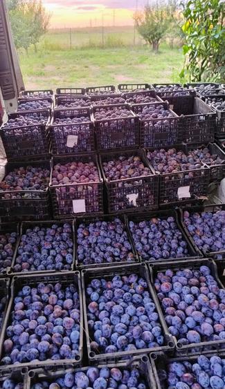 Teren de 20000 mp, în Agigea