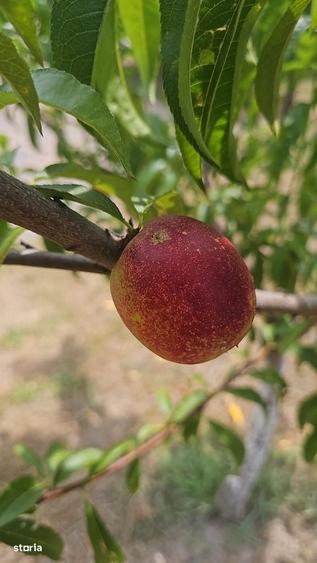 Casă cu 4 camere în Viișoara