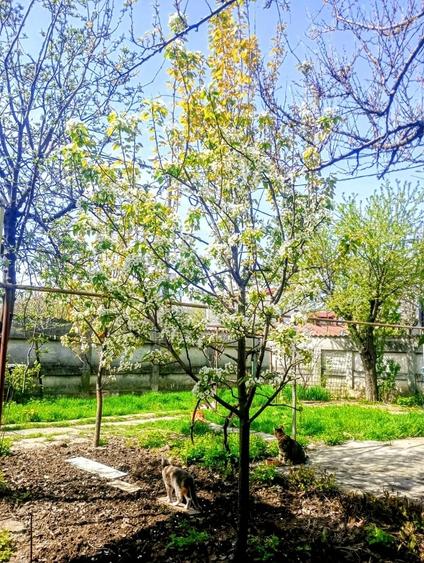 Casă cu 3 camere cu Teren 390 Mp în Jiului