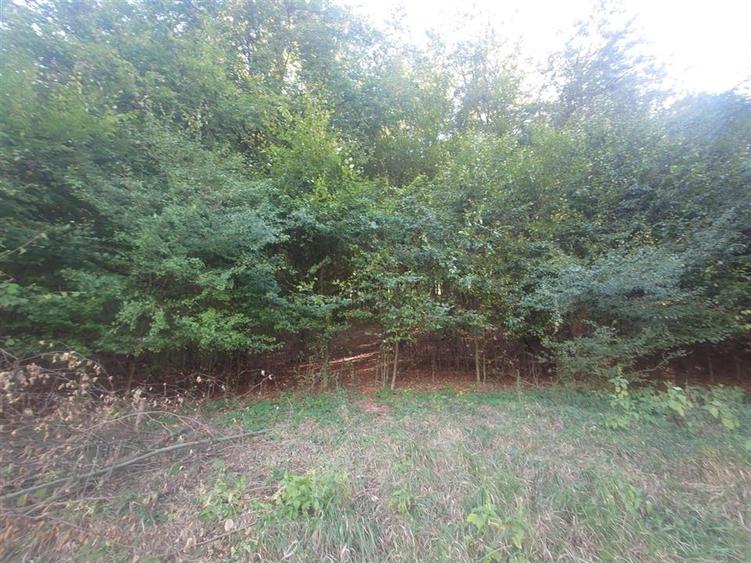 Teren intravilan de 56031 mp, în Crișcior