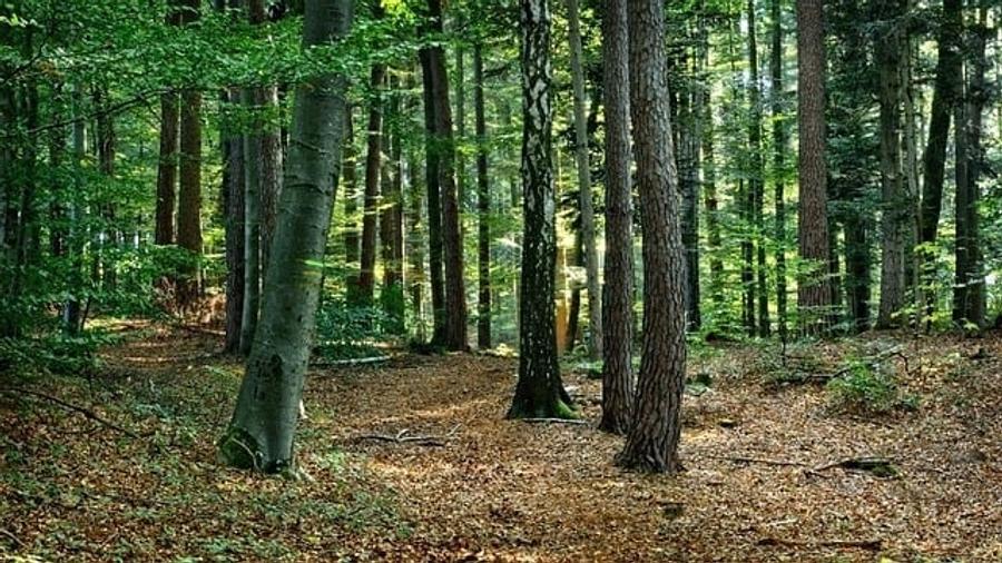 Teren de 5700 mp, în Pianu