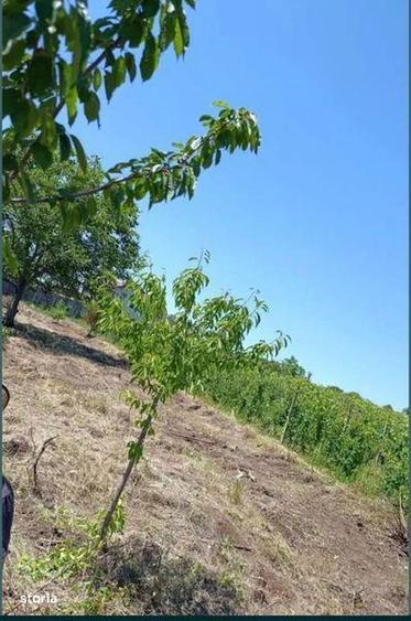 Teren de 1700 mp, în Valea Călugărească