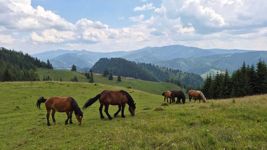 17 Ha Hectare pe Via Transilvanica intravilan + extravilan in Fundu Moldovei - 5