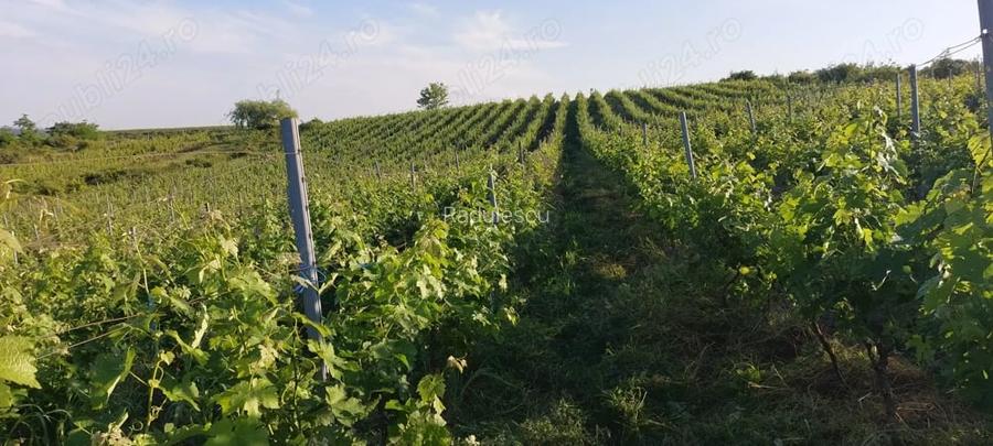 Vand 2,50 ha. vie in Dragasani
