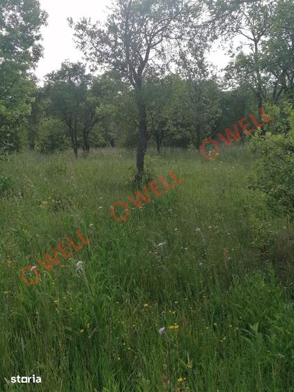 Teren de 8079 mp, în Estelnic