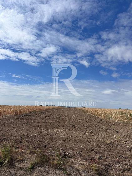 Teren agricol extravilan de 5593 mp, în Chișirid
