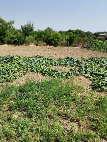 Teren de 706 mp, în Mahmudia