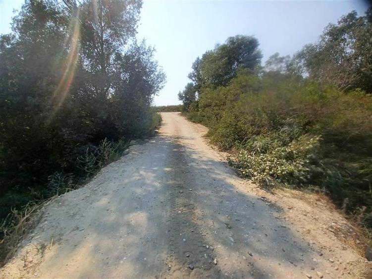 Teren extravilan de 38000 mp, în Adunații-Copăceni