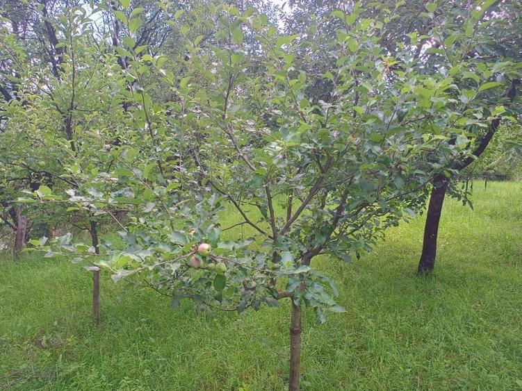 Teren de 150 mp, în Nepos