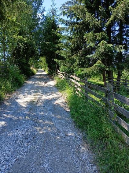 Teren de 25000 mp, în Panaci