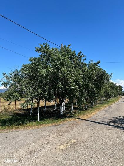Teren de 1500 mp, în Bocsig