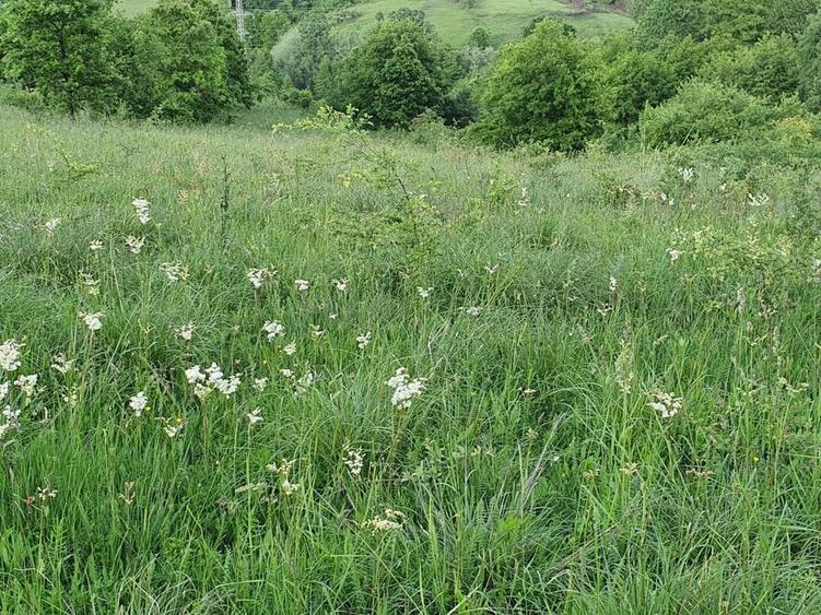 Teren de 8700 mp, în Calea Caransebeșului
