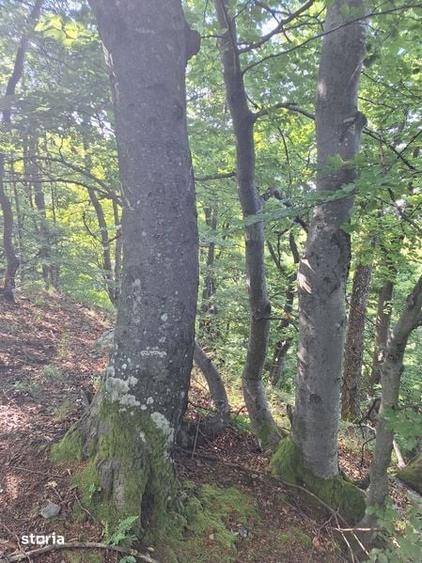 Teren de 36200 mp, în Certeju de Sus