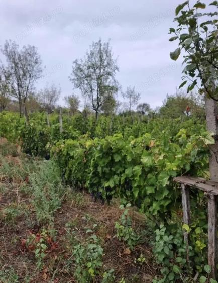 Casă cu 4 camere cu Teren 2700 Mp în Năeni