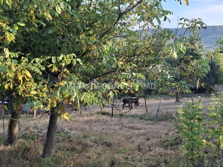Teren agricol extravilan de 16189 mp, în Șoimari