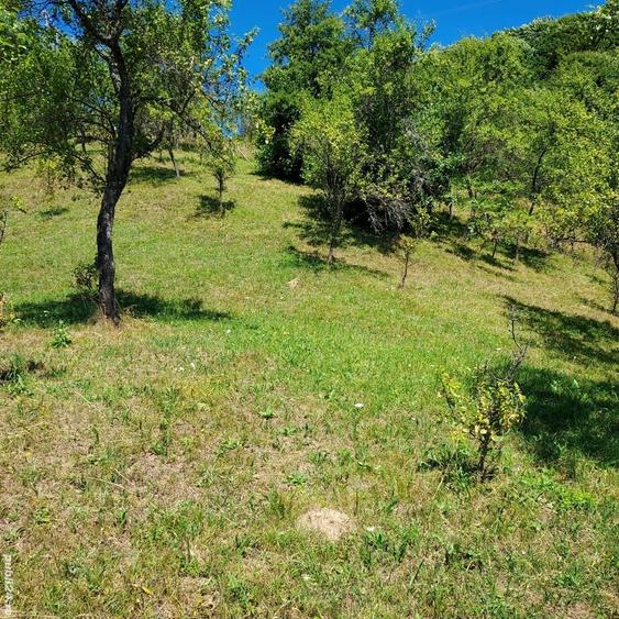 Teren de 3800 mp, în Arefu
