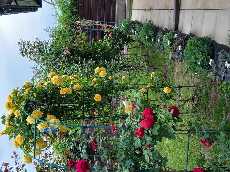 Casă cu 3 camere cu Teren 400 Mp în Buftea
