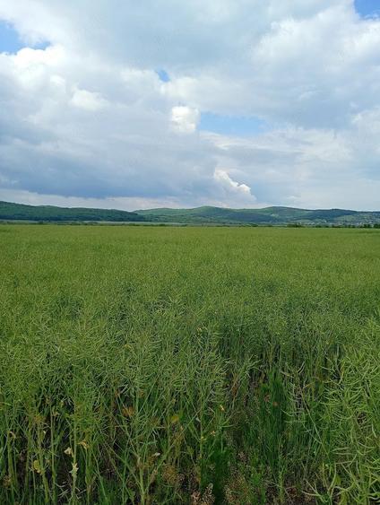Teren de 2900 mp, în Central