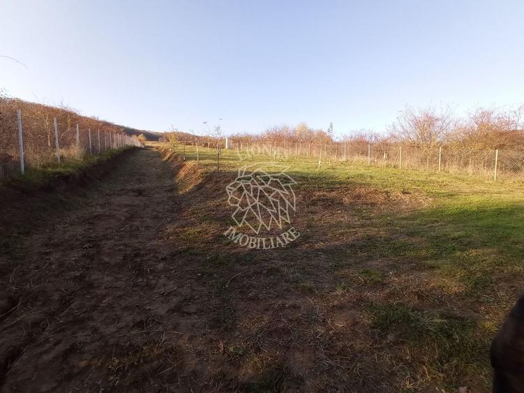 Teren Construcții intravilan de 2700 mp, în Viișoara