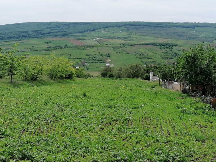 Teren de 3000 mp, în Chicerea