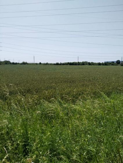 Teren agricol extravilan de 7360 mp, în Oarja