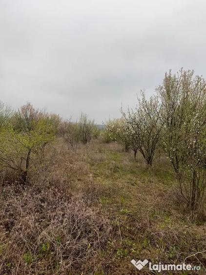 Teren de 5800 mp, în Bencecu de Jos