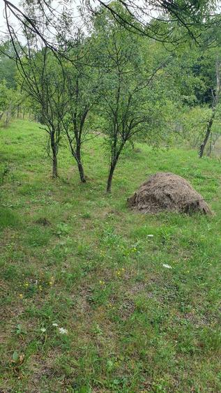 Teren de 2900 mp, în Aluniș