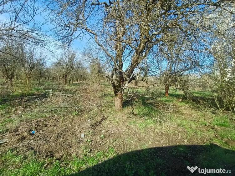 Teren de 6000 mp, în Lăpuș