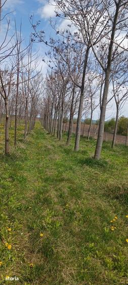 Teren de 11400 mp, în Ciprian Porumbescu