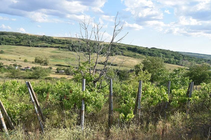 Teren de 1500 mp, în Uileacu de Munte