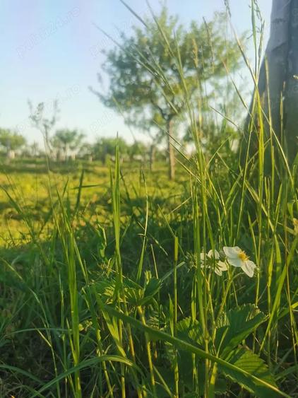 Teren de 11500 mp, în Ciomăgești