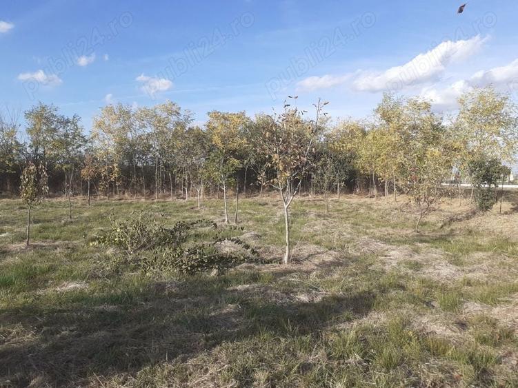 Teren de 1000 mp, în Călacea