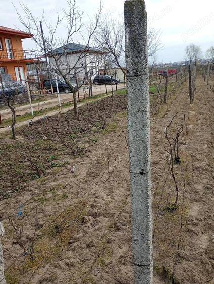 Teren de 1000 mp, în Cernele