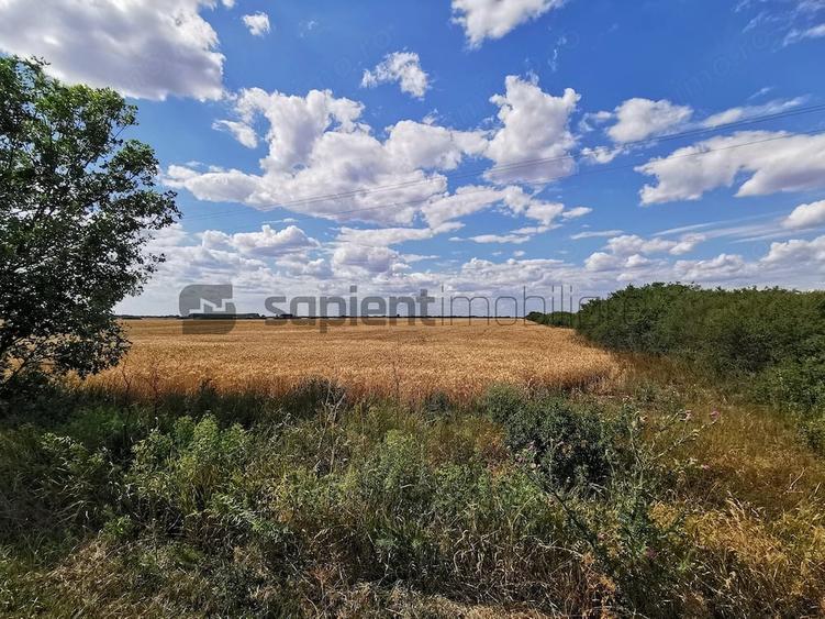 Teren de 11600 mp, în Sud