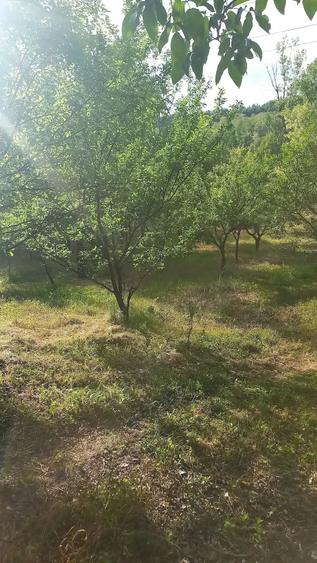 Teren de 6000 mp, în Stoilești