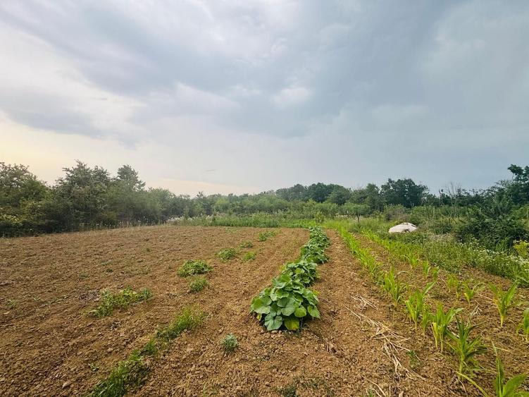 Teren agricol intravilan de 888 mp, în Paleu