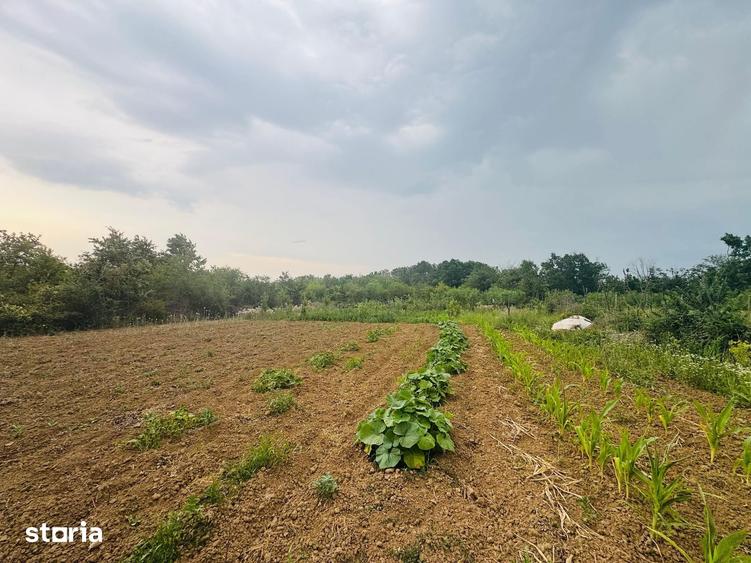 Teren de 888 mp, în Paleu