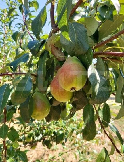 Teren agricol extravilan de 2603 mp, în 14 Mai