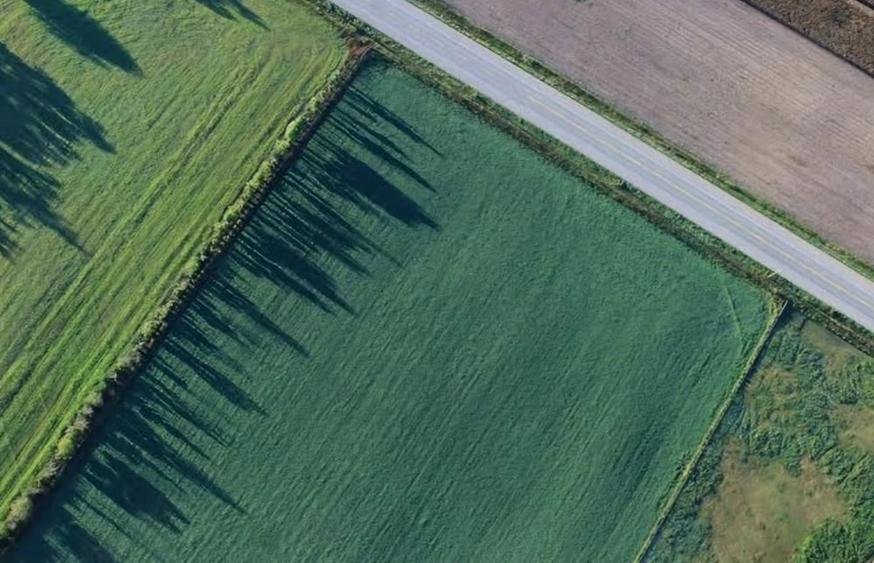 Teren Agricol Timi? - 1