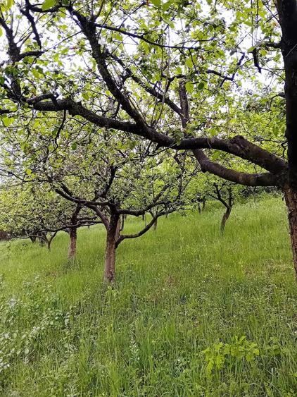 Teren de 8500 mp, în Poiana Aiudului
