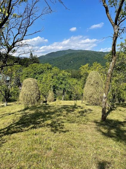 Teren de 6000 mp, în Vistieru