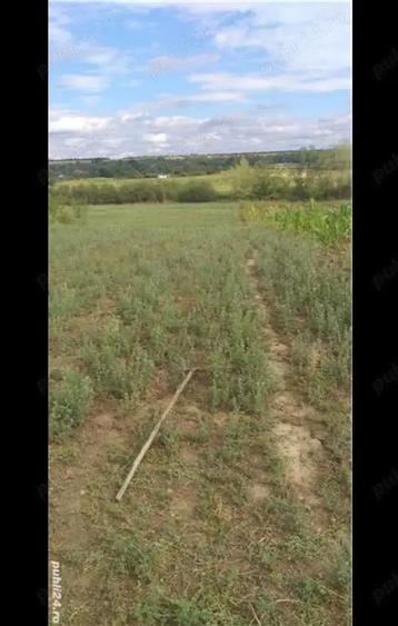 Teren de 3750 mp, în Husasău de Tinca
