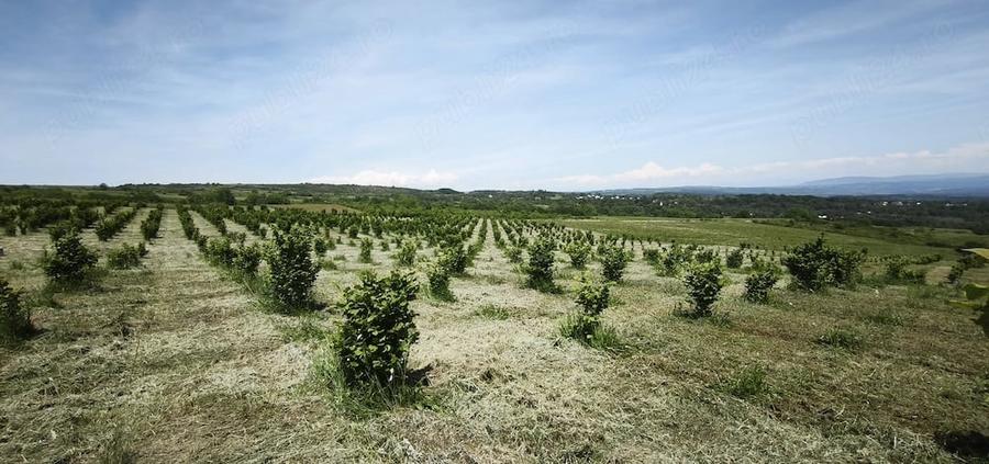 Teren de 29000 mp, în Cozla